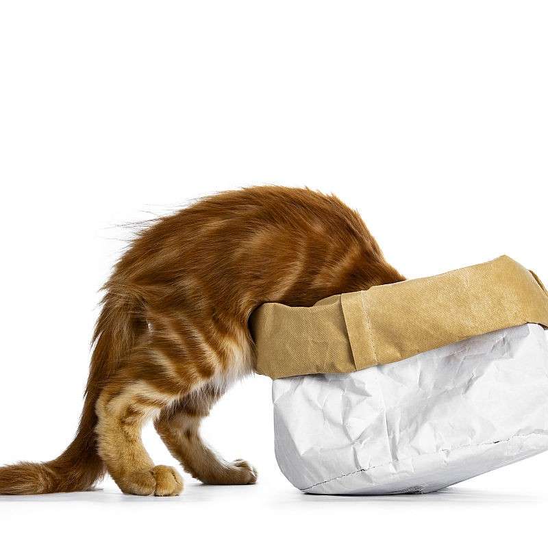Handsome funny red Maine Coon cat kitten climbing in /disappear / looking / searching for something in a paper bag, isolated on white background