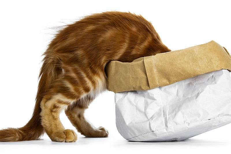 Handsome funny red Maine Coon cat kitten climbing in /disappear / looking / searching for something in a paper bag, isolated on white background